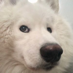 Meet your Posher, Kai